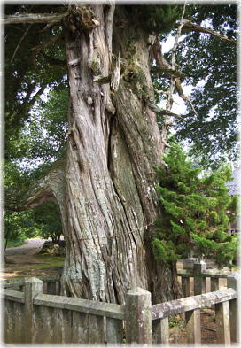 画像:諏訪神社のビャクシン_1
