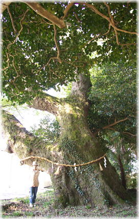 画像:加和良神社のムクノキA(幹と並ぶ)