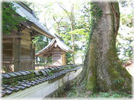画像:加和良神社のムクノキC
