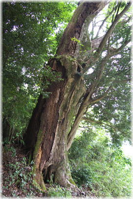 画像:剪宇白山神社のケヤキ_1