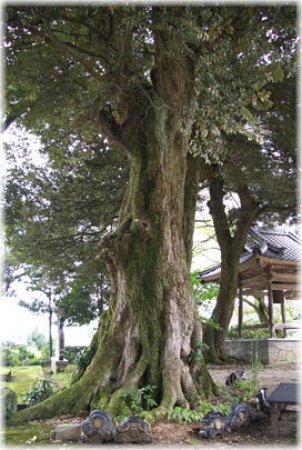 画像:光輪寺のスダジイ