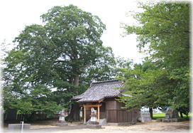 画像:国都神社のムクノキ(全景)