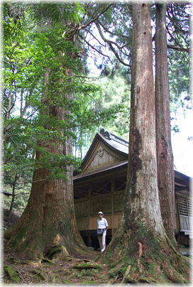 画像:黒丸河内神社のスギ(幹と並ぶ)