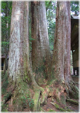 画像:黒丸河内神社のスギとコウヤマキ