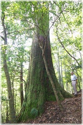 画像:黒滝の大杉(幹と並ぶ)
