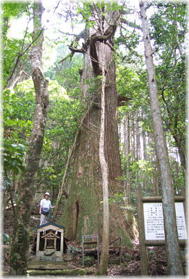 画像:公士方神社の杉(幹と並ぶ)