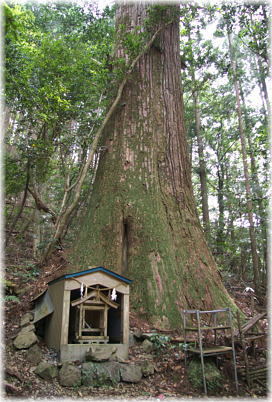 画像:公士方神社の杉