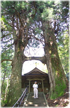画像:桑ノ川の鳥居杉(幹と並ぶ)