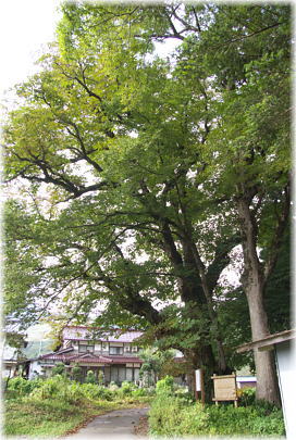 画像:天神社のトチノキ_1