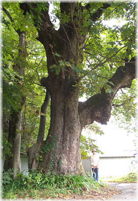 画像:天神社のトチノキ(幹と並ぶ)_2