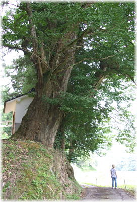画像:大滝神社のイチョウ(幹と並ぶ)