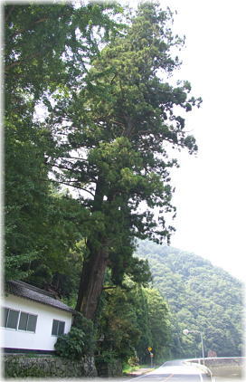 画像:御鋒神社の古杉(全景)