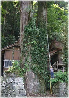 画像:御鋒神社の古杉(幹と並ぶ)