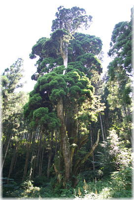 画像:桃原の牡丹杉_1