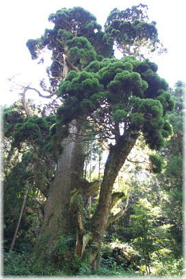 画像:桃原の牡丹杉_3