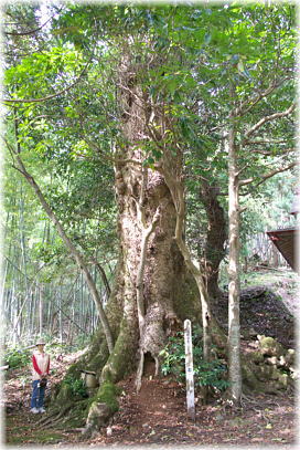 画像:長瀬八幡神社のタブノキ(幹と並ぶ)