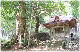 画像:長瀬八幡神社のタブノキ