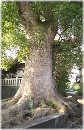 画像:中八幡神社のクスノキA