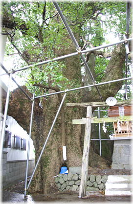 画像:中大野町のクスノキ