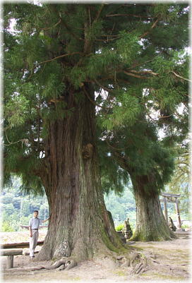 画像:中屋星神社のスギ(幹と並ぶ)
