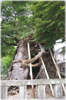 画像:中山神社祝木のケヤキ_1