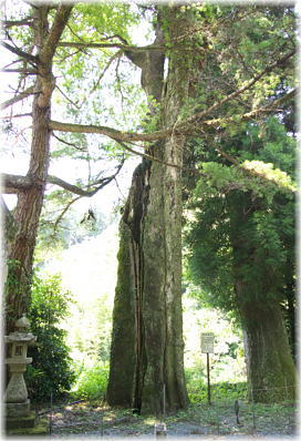 画像:行川神社のムクノキ_1