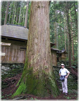 画像:成谷の大杉(幹と並ぶ)