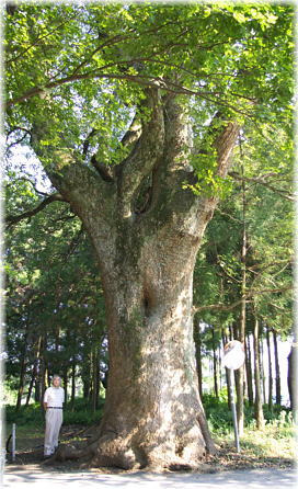 �摜�F���_�Ђ̃N�X�m�L�i���ƕ��ԁj