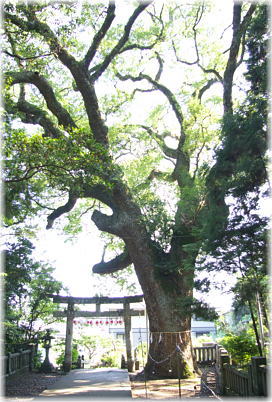画像:仁井田神社のクスノキ