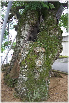 画像:野神の大センダン