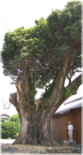 画像:野郷神社のクスノキ(幹と並ぶ)