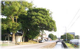 画像:野槌神社のタブノキ(道路にかぶさる樹冠)