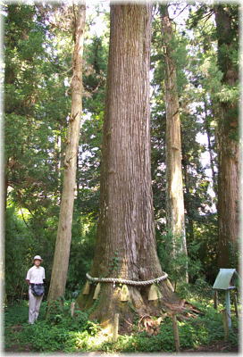 画像:小村神社の牡丹杉(幹と並ぶ)