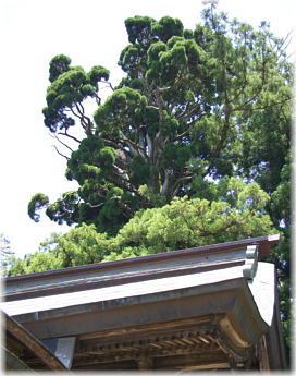 画像:小村神社の牡丹杉