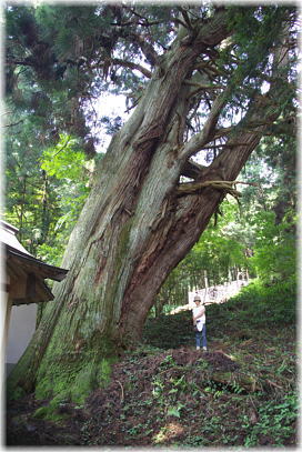 画像:大井野八幡神社のスギ(幹と並ぶ)
