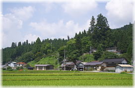 画像:大井野八幡神社のスギ(遠景)