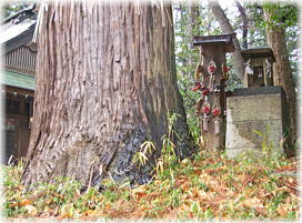画像:鷲神社のスギ_2