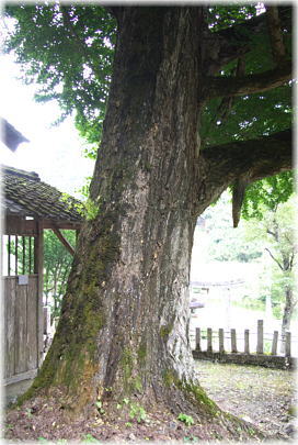 画像:大年神社のイチョウ