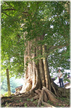 画像:御旅所のムクノキ(幹と並ぶ)