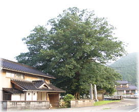画像:御旅所のムクノキ(全景)
