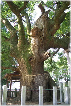 画像:王子のクス_2
