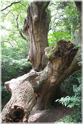 画像:竜王さんのクス_1
