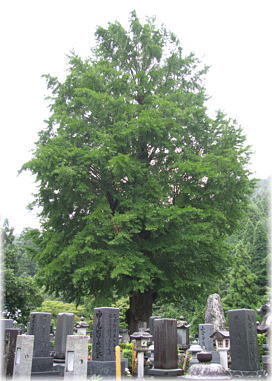 画像:龍徳寺のイチョウ(全景)