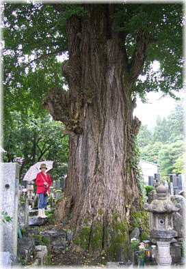 画像:龍徳寺のイチョウ(幹と並ぶ)