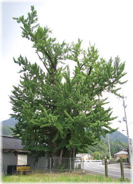 画像:境目のイチョウ(全景)