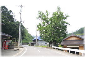 画像:境目のイチョウ(遠景)