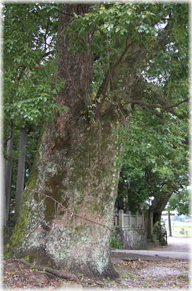 画像:榊神社のクスノキB