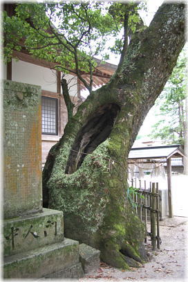 画像:榊神社のクスノキA