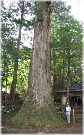 画像:蝉谷神社大杉(幹と並ぶ)