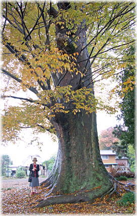 画像:下小坂の大ケヤキ(幹と並ぶ)
